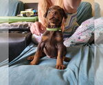 Small Doberman Pinscher