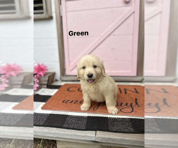 Medium Photo #1 Golden Retriever Puppy For Sale in DOTHAN, AL, USA