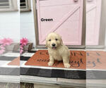Small Photo #1 Golden Retriever Puppy For Sale in DOTHAN, AL, USA