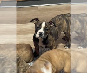 Olde English Bulldogge Puppy for sale in ALLIANCE, OH, USA
