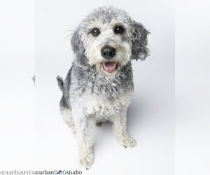 Bonded Pair - Cooper & Artie - Male Labradoodle Dog for Adoption - Photo #2