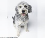Small #1 Labradoodle