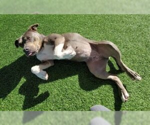 American Staffordshire Terrier-Bulldog Mix Dogs for adoption in Ventura, CA, USA