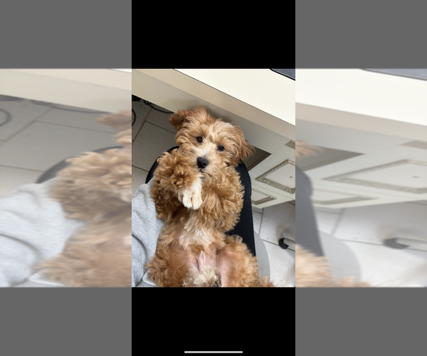 Medium Photo #2 Goldendoodle (Miniature) Puppy For Sale in STATEN ISLAND, NY, USA