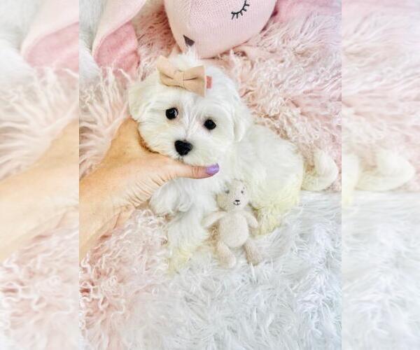 Medium Photo #13 Maltese Puppy For Sale in FORT LAUDERDALE, FL, USA