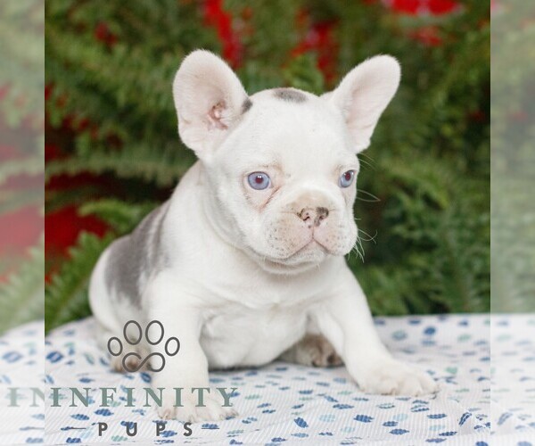 Medium Photo #4 French Bulldog Puppy For Sale in RONKS, PA, USA