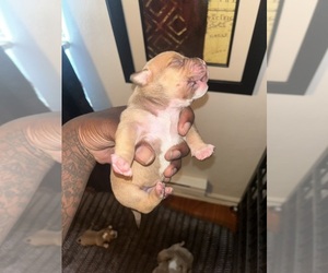 American Bully Puppy for Sale in PORTSMOUTH, Virginia USA