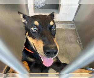 Australian Kelpie-Unknown Mix Dogs for adoption in Orange, CA, USA