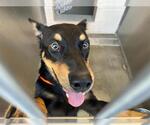 RILEY - Male Australian Kelpie-Unknown Mix Dog for Adoption - Small photo