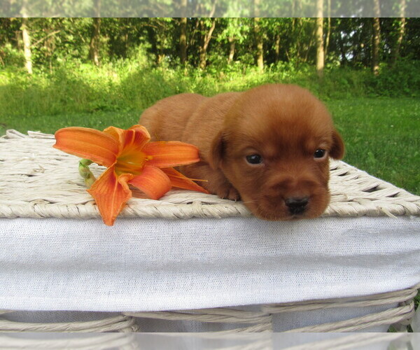 Medium Photo #1 Labrador Retriever Puppy For Sale in LOUDONVILLE, OH, USA
