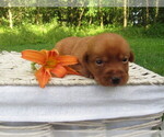Small Labrador Retriever
