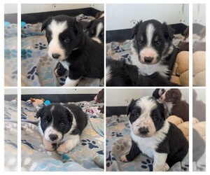 Border Collie Puppy for sale in LOCKE, NY, USA