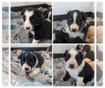 Image preview for Ad Listing. Nickname: The adorable 5