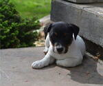 Puppy Macallister Jack Russell Terrier