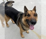 Small #1 German Shepherd Dog