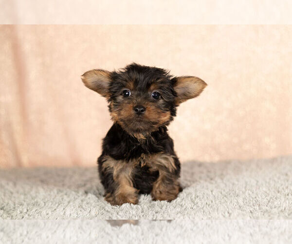 Medium Photo #3 YorkiePoo Puppy For Sale in NAPPANEE, IN, USA