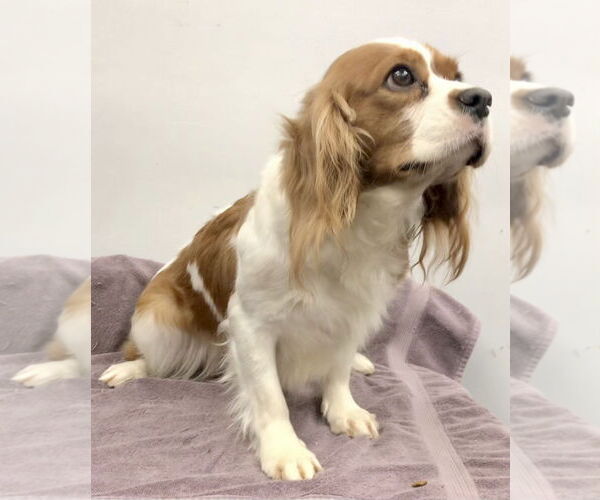 Medium Photo #2 Cavalier King Charles Spaniel Puppy For Sale in Lincolnwood, IL, USA