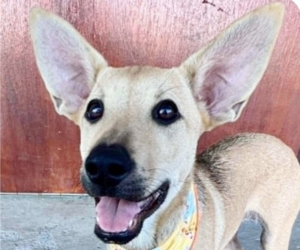 Mutt Dogs for adoption in San Ramon, CA, USA