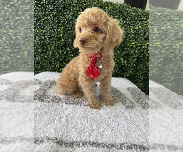 Medium Photo #2 Poodle (Toy) Puppy For Sale in NAPLES, FL, USA