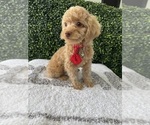 Small #1 Poodle (Toy)