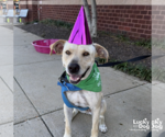 Small #30 Labrador Retriever-Retriever  Mix