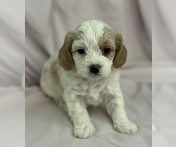 Medium Photo #1 Cavapoo Puppy For Sale in PENSACOLA, FL, USA