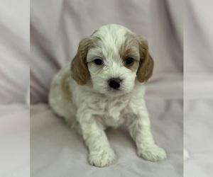 Medium Cavapoo