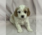 Puppy Waffles Cavapoo