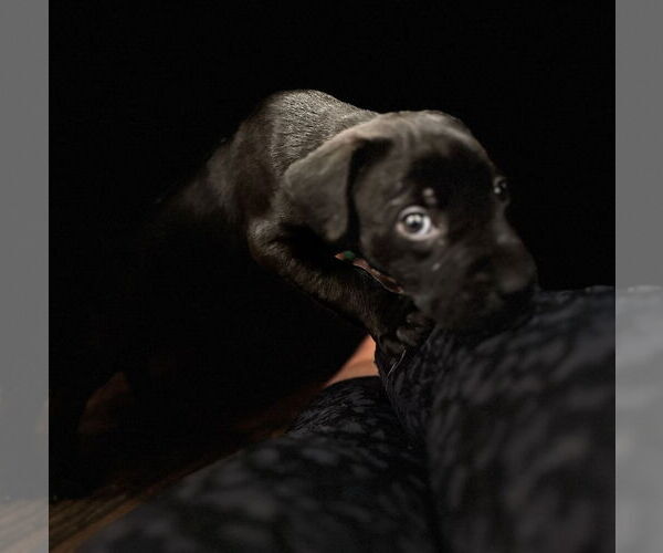 Medium Photo #4 Labrador Retriever-Unknown Mix Puppy For Sale in Houston, TX, USA