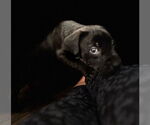 Small #3 Labrador Retriever Mix