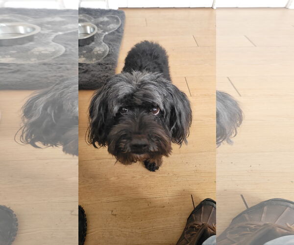 Medium Photo #4 Poodle (Miniature)-Unknown Mix Puppy For Sale in Rockaway, NJ, USA