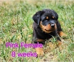 Puppy Pink Female Rottweiler