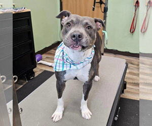 Gayle - Female Mutt Dog for Adoption - Photo #5