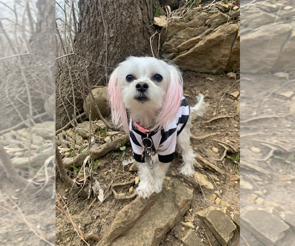 Medium Photo #1 Mal-Shi Puppy For Sale in FARMINGTON, MN, USA