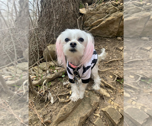 Mother of the Mal-Shi puppies born on 10/30/2025