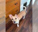 Small #5 Chihuahua Mix