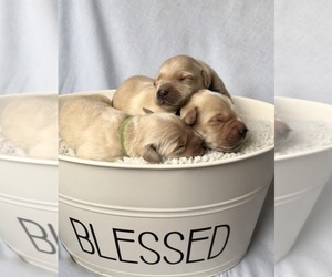 Golden Retriever Puppy for sale in KETTLE FALLS, WA, USA
