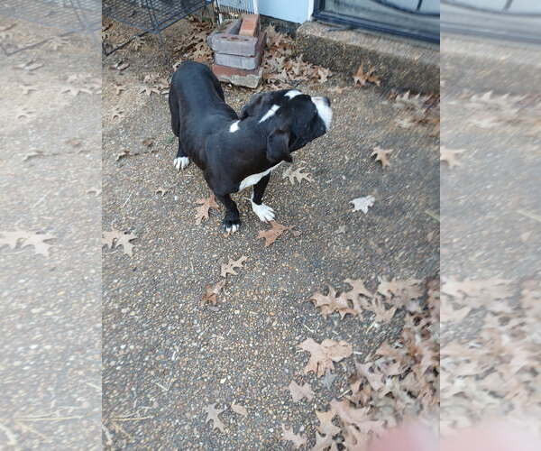 Medium Photo #2 Boxador Puppy For Sale in Horn Lake, MS, USA