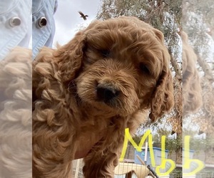 Goldendoodle-Poodle (Standard) Mix Puppy for sale in SCOTTSDALE, AZ, USA