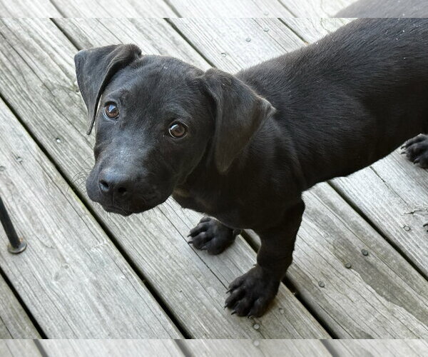 Medium Photo #2 Mutt Puppy For Sale in Royal Palm Beach, FL, USA