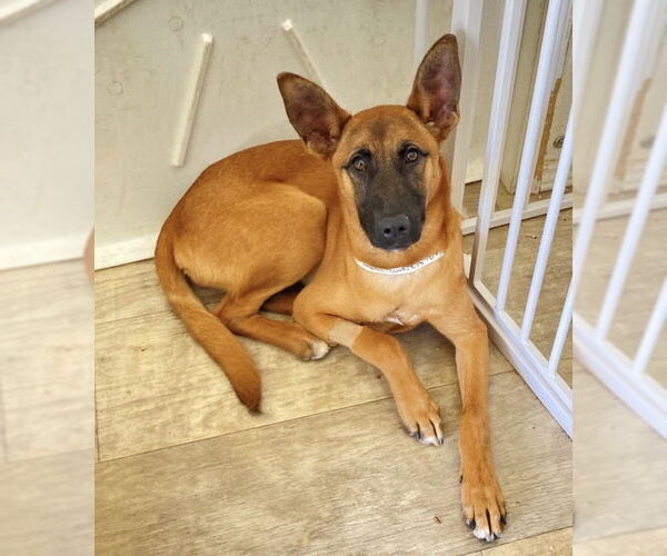 Medium Photo #6 German Shepherd Dog-Unknown Mix Puppy For Sale in San Diego, CA, USA