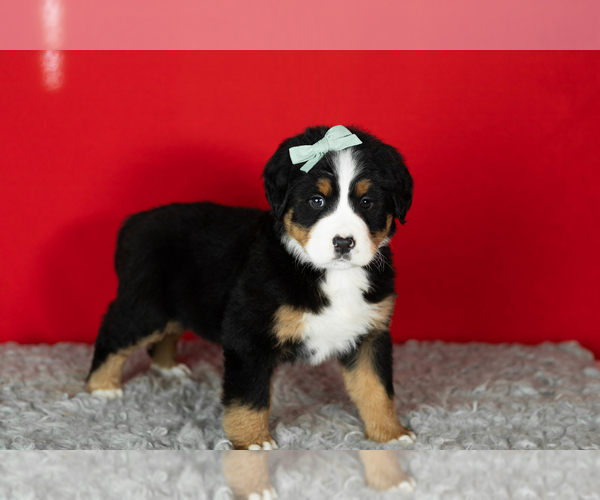 Medium Photo #15 Bernese Mountain Dog Puppy For Sale in MILLERSBURG, IN, USA