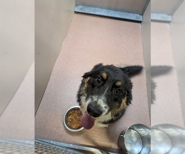 Medium Photo #1 Australian Shepherd Puppy For Sale in Ogden, UT, USA