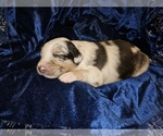 Puppy Comet Australian Shepherd