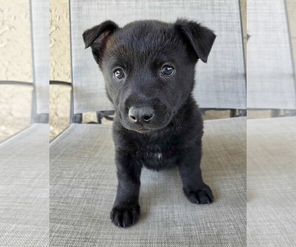 Medium Photo #9 Mutt Puppy For Sale in Corona, CA, USA