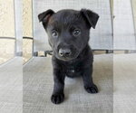 Small #8 Mutt