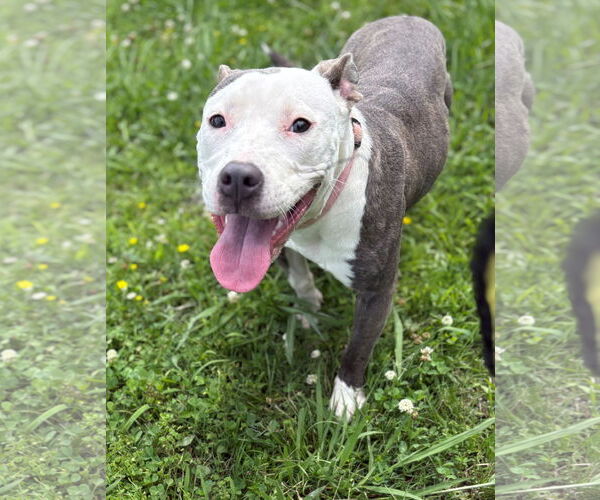 Medium Photo #5 American Pit Bull Terrier Puppy For Sale in Virginia Beach, VA, USA