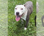 Small #4 American Pit Bull Terrier