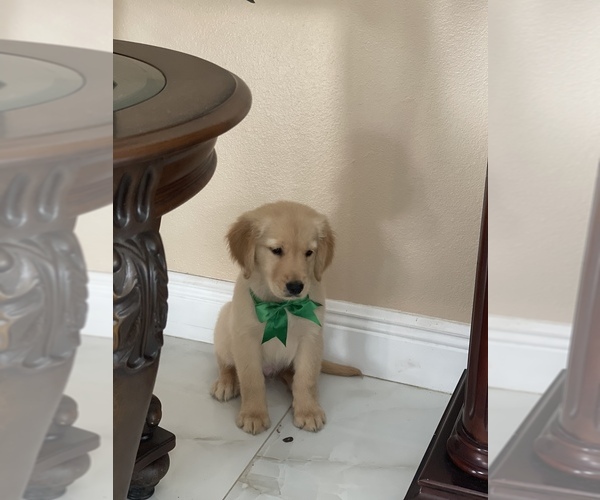 Medium Photo #2 Golden Retriever Puppy For Sale in TAMPA, FL, USA