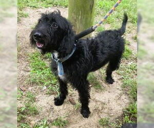 Labrador Retriever-Unknown Mix Dogs for adoption in Mt. Laurel, NJ, USA